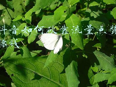 365流量点刷器(青-都熊猫谷年卡首发“一户一墩”熊猫老家安排上了)