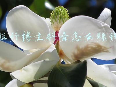 旅行博主(我的征途是星辰大海，旅游博主的2021，两次进藏，行走了17个省份)