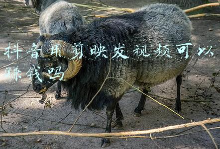 抖音用剪映发视频可以赚钱吗