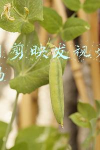 抖音用剪映发视频可以赚钱吗