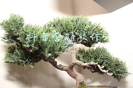 石青抖音营销软件(获赞3亿，火遍全网的《只此青绿》，领舞到底什么来头？)