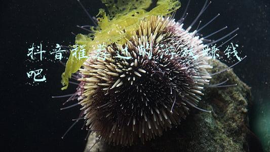 抖音推荐过的游戏赚钱吧