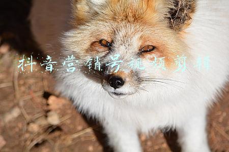 抖音营销号视频剪辑