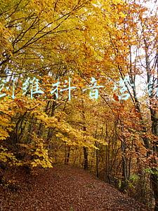 创维净水器kgat(无频闪电视不是噱头，智能互动有看头：创维 Q41 Pro 75 英寸电视评测)