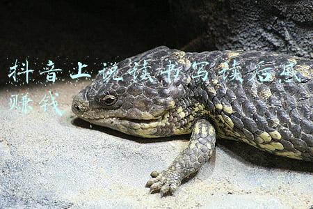 幼师读书笔记读后感(阳信县实验幼儿园“阅”享时光 “读”书成长工 作，第 1期)