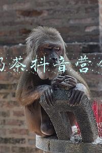 奶茶营销战略(2021年奶茶店创意营销有哪些？)
