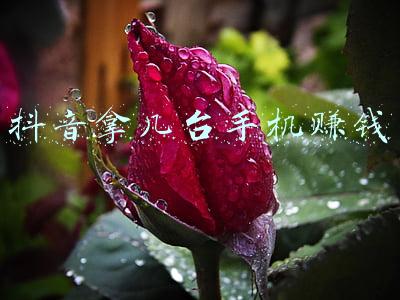 用几个手机刷抖音赚钱(人家老公赚钱，我家老公在家刷抖音，说是他手机可以挣钱)