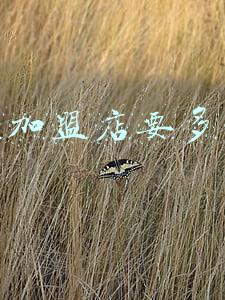 奶茶加盟店要多少钱一共下来《加盟店奶茶需要多少钱》