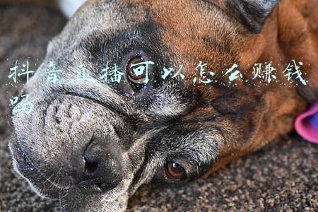 抖音直播可以怎么赚钱吗