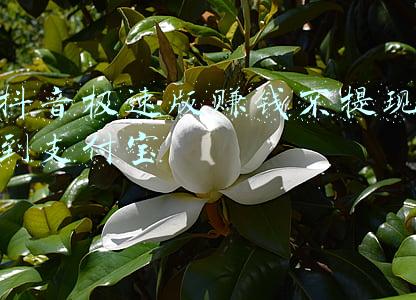 淘宝特价版支付宝提现(辛辛苦苦打卡4天 卡在终极任务 | 某宝特价版直接提现任务)