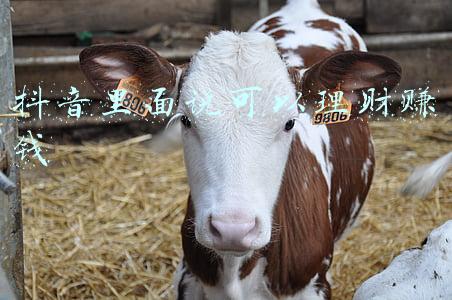 抖音里面说可以理财赚钱