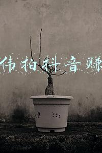 张国伟拍抖音赚钱吗