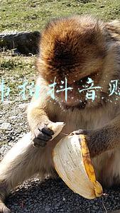 张国伟拍抖音赚钱吗
