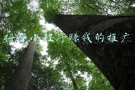 推广小程序可以赚钱吗(小程序市场前景怎么样？有什么营销技巧？)