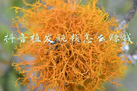 植发视频全过程(「特写」当“秃头少女”们都开始植发)