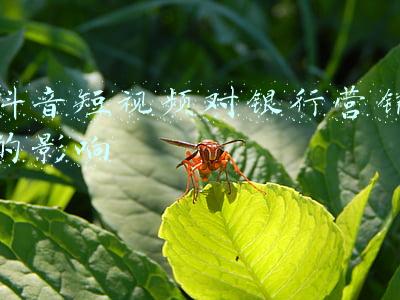 抖音短视频对银行营销的影响