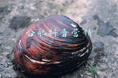 合肥抖音营销