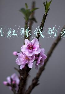 网红经济未来发展趋势(互联网广告市场中，网红经济的生命力还剩多少？)