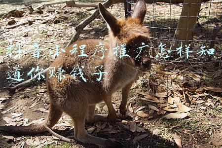 抖音小程序推广怎样知道你赚钱了
