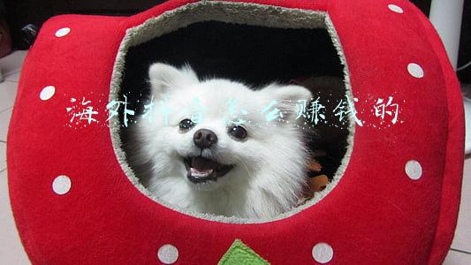 海外抖音怎么赚钱的