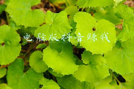 下载抖音赚钱版(下载抖音极速版，你也赚钱，试试吧)
