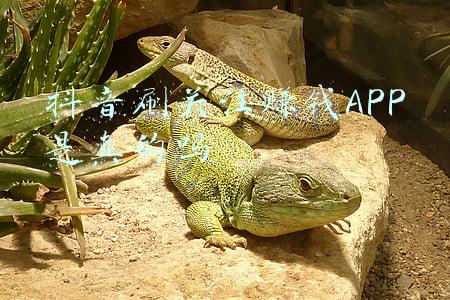 关注房价的app(一周楼市！西安房价降啦！2022西安首批备案价出炉)