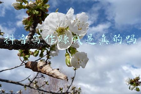 抖音写作赚钱是真的吗