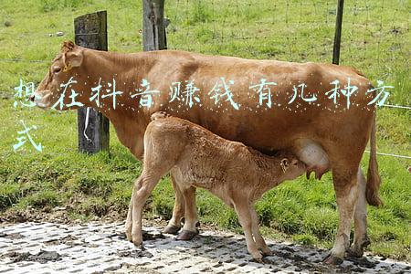 想提升学历的几种方式(学历提升的方式有哪些，哪一种更适合我们上班族呢？)