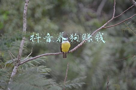 抖音养狗赚钱