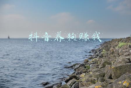 养狗赚钱吗,养什么狗赚钱(养狗首选！这7种狗，不贵又好养)