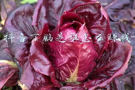 抖音丁鹏是谁怎么赚钱