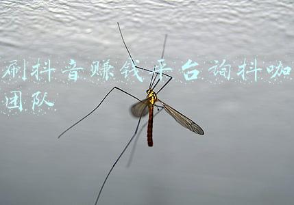 刷抖音赚钱平台询抖咖团队