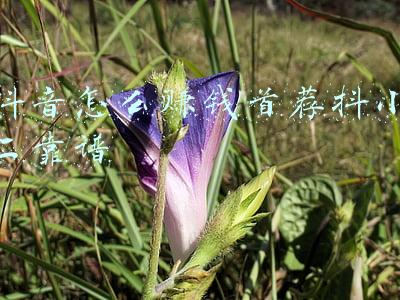 抖音怎么赚钱首荐抖小二靠谱