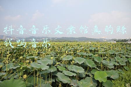 关于音乐文案(“普普通通却惊艳你的歌词文案”)