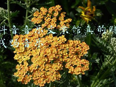 音乐培训文案(北河口小学：课前律动，助我学习)
