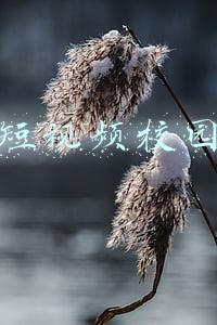 抖音短视频校园营销