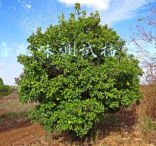 抖音趣味测试播放量赚钱