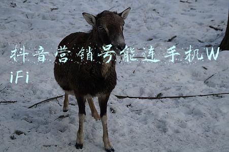手机上wifi显示感叹号(手机连上wifi却上不了网是怎么回事 该怎么解决呢？)