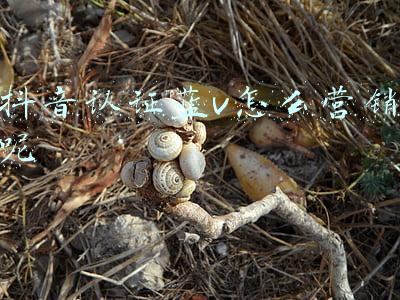 抖音认证蓝v怎么营销呢