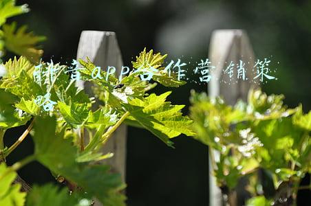 抖音app合作营销策略