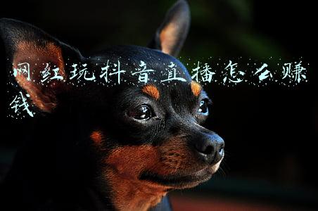 网红玩抖音直播怎么赚钱