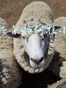 苹果x如何结束程序(Win10如何彻底关闭wsappx进程)