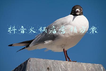 抖音火锅店营销方案