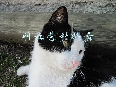 网红营销抖音