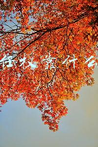 抖音任权照片(方丈“天气丹”事件登上辽宁卫视，刘叉叉解封专场怼“逆徒”)