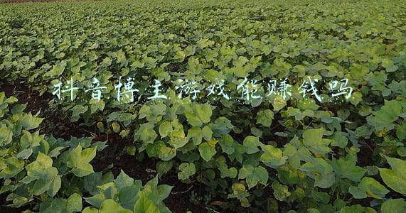 恐怖游戏博主(美国网红开枪误杀好友，竟继续发视频瞒粉丝半年)