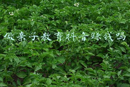 做亲子教育抖音赚钱吗