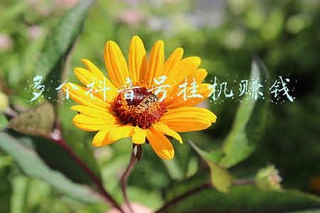 多个抖音号挂机赚钱