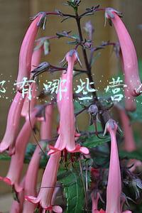 抖音有什么活动(共发20亿元，抖音春节活动上线、红包玩法披露)