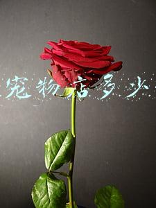 开宠物店需要学什么 开宠物店需要学什么东西